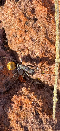 Polyrhachis consimilis