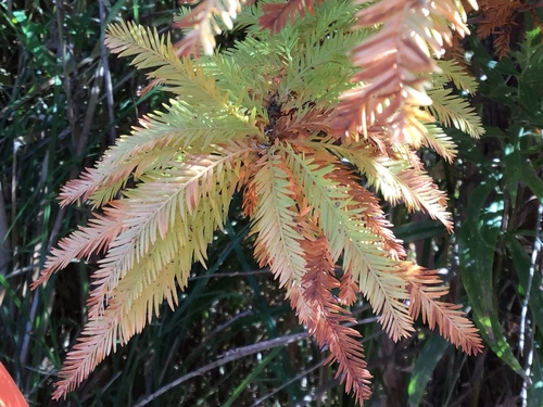 dawn redwood