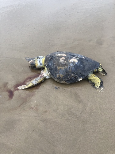 Chelonia mydas