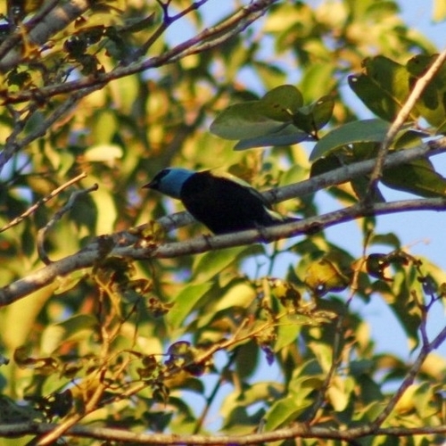 Blue-necked Tanager