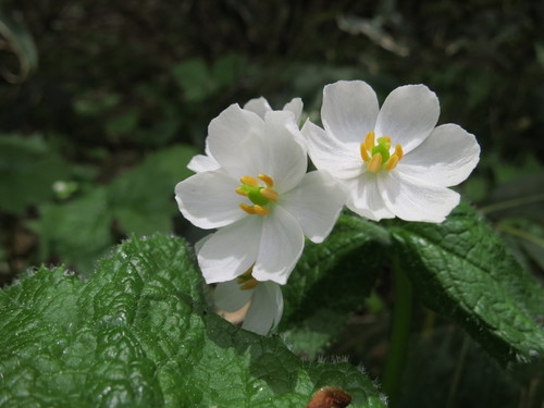 Diphylleia grayi F.Schmidt