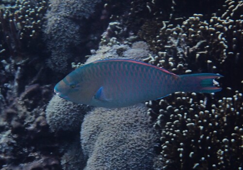 Blue-barred Parrotfish — seen at this dive site