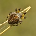 Orizaba Spotted Orbweaver - Photo (c) Juan Carlos Garcia Morales, all rights reserved, uploaded by Juan Carlos Garcia Morales