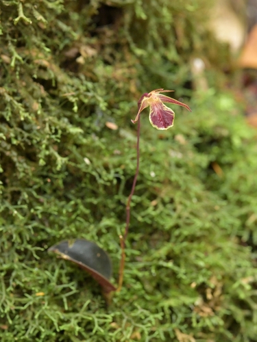 Tainia vegetissima