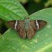 Broad-Banded Skipper - Photo (c) Paul, all rights reserved, uploaded by Paul