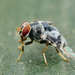 Acalyptrate Flies - Photo (c) Philip Herbst, all rights reserved, uploaded by Philip Herbst