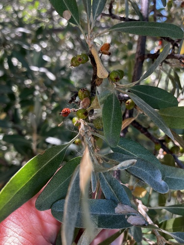 iNaturalist observation 2025-06-30