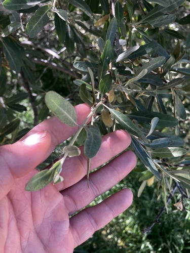 iNaturalist observation 2025-06-30