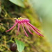 Bulbophyllum nipondhii - Photo (c) Thanakorn ARtono Wongsa, all rights reserved, uploaded by Thanakorn ARtono Wongsa