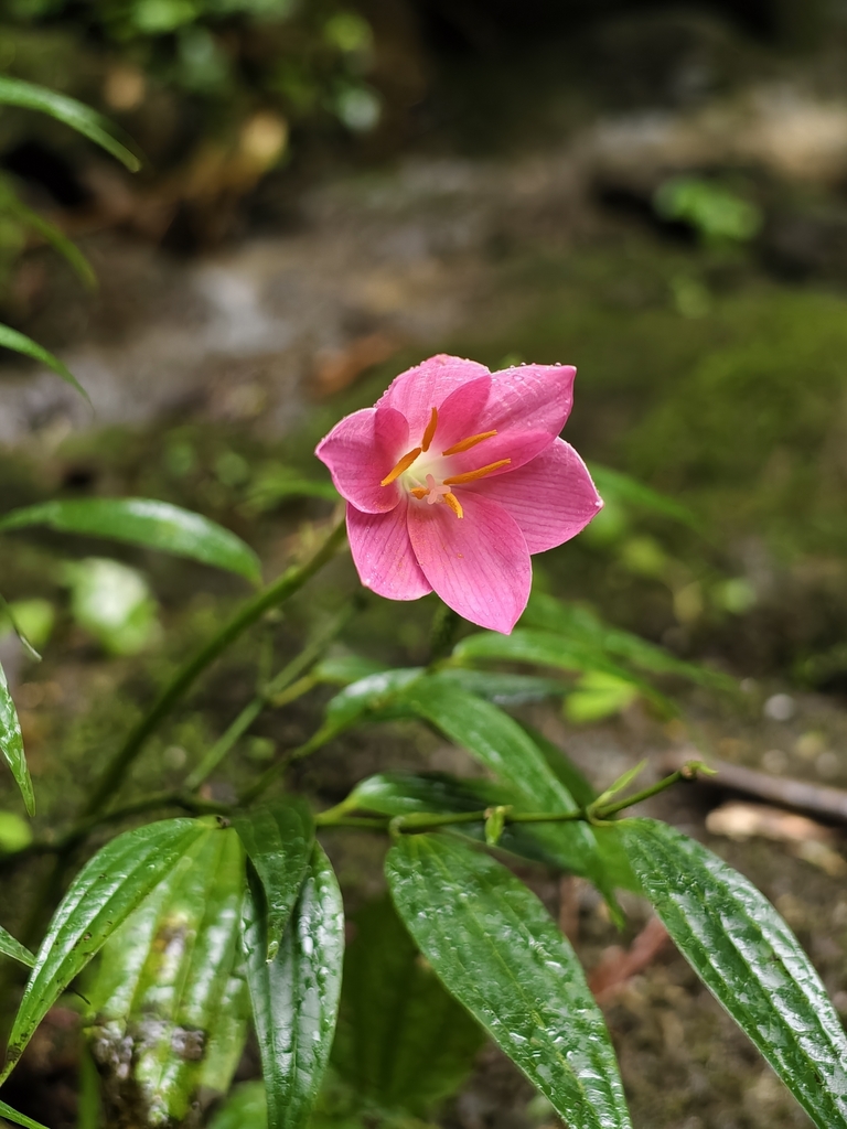 Rain lily