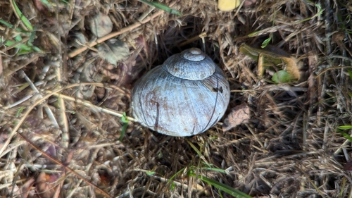 Helix pomatia