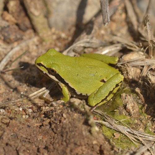 Mountain Tree Frog