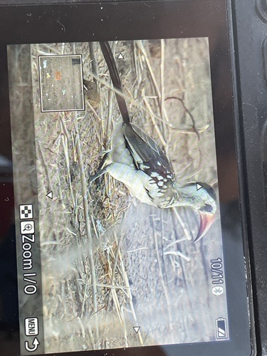 Western Red-billed Hornbill
