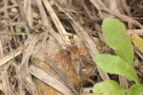 Stenhomalus baibarensis