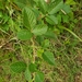 Rubus serissimus - Photo (c) Trisha Hook, all rights reserved