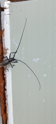 Carpenter Sawyer Beetle