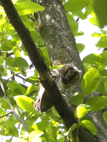 Long-eared Owl