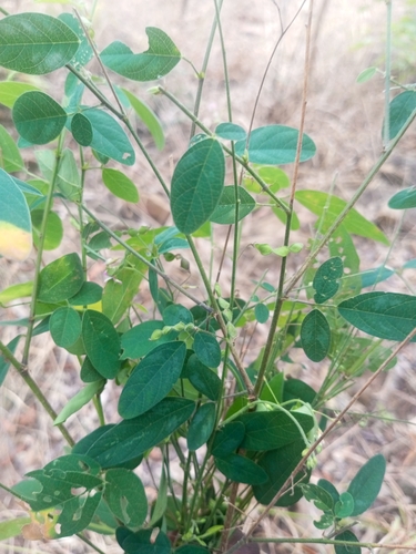 Florida beggarweed