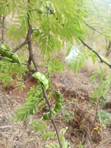 Egyptian acacia