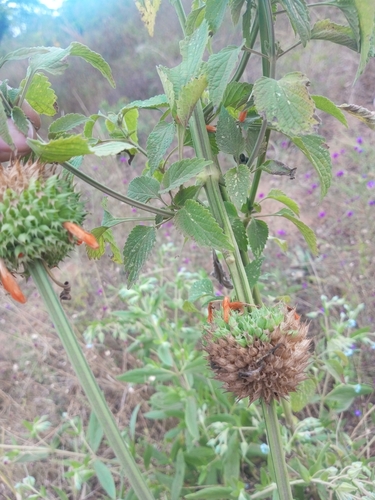 lion's ear