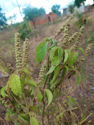African Basil