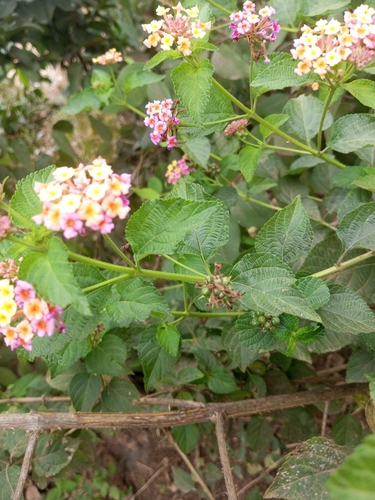 common lantana