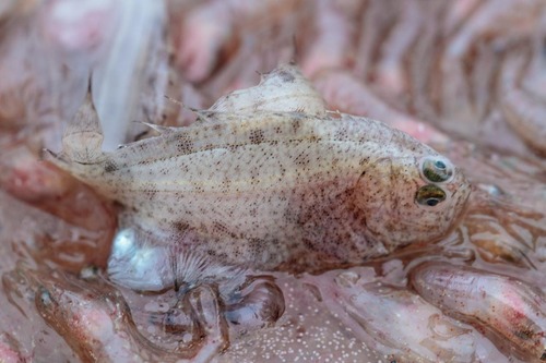 Arctic Flounder