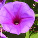 Ipomoea pedicellaris - Photo (c) Daniel, all rights reserved, uploaded by Daniel