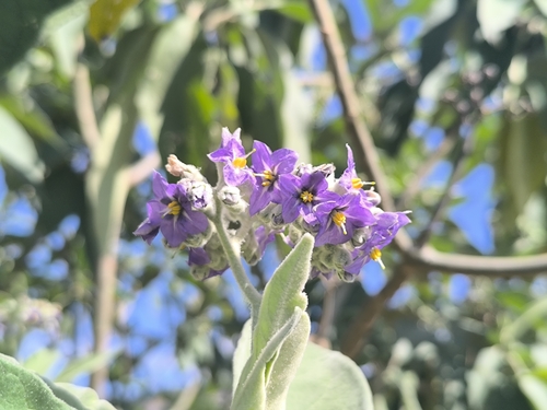 bugweed
