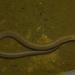 Marbled Swamp Eel - Photo (c) Shane Manchouck, all rights reserved, uploaded by Shane Manchouck