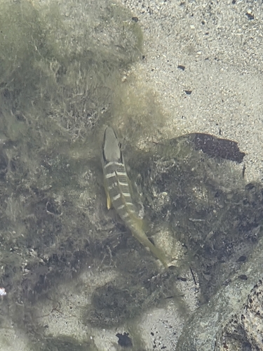 Lutjanus apodus