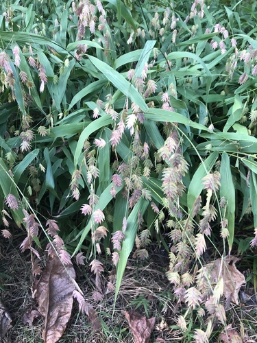 Petit Chasmanthium 4