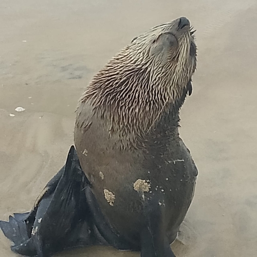 Subantarctic Fur Seal