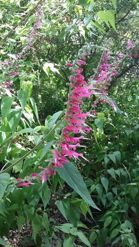 Mexican fuchsia sage