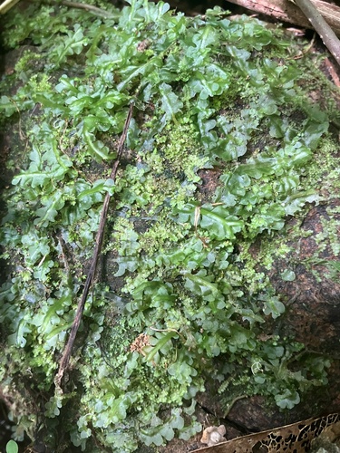 Symphyogyna aspera