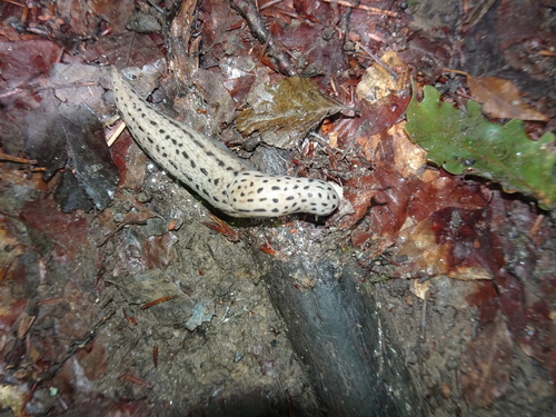 Limax maximus