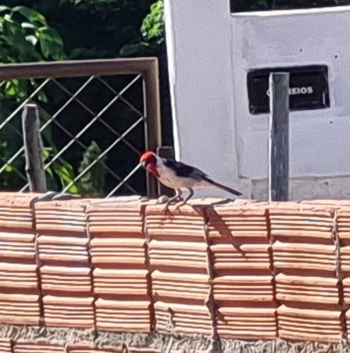 Red-cowled Cardinal