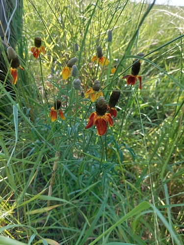 upright prairie coneflower