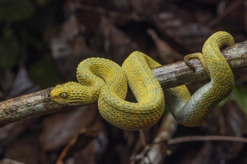 African Bush Viper