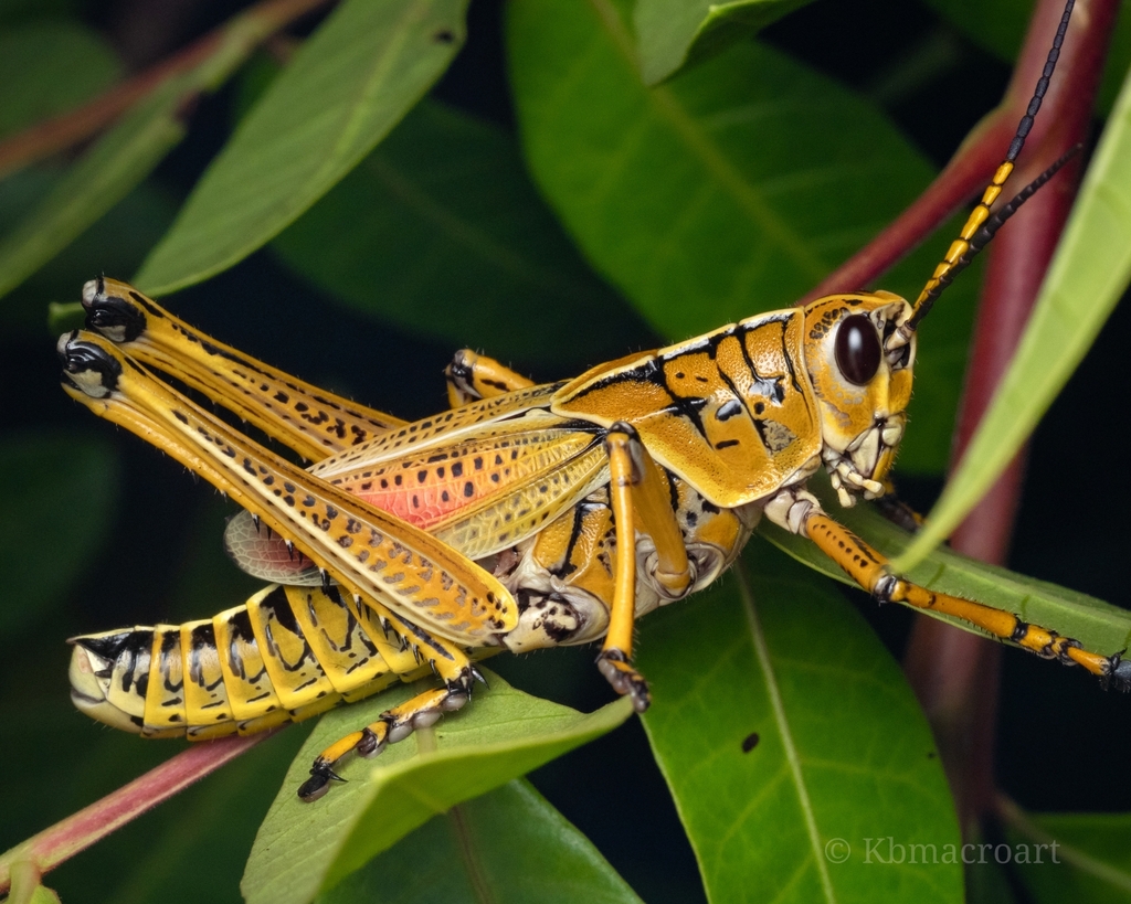 Southeastern Lubber Grasshopper