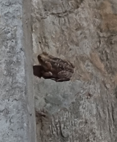 Cururu Toad