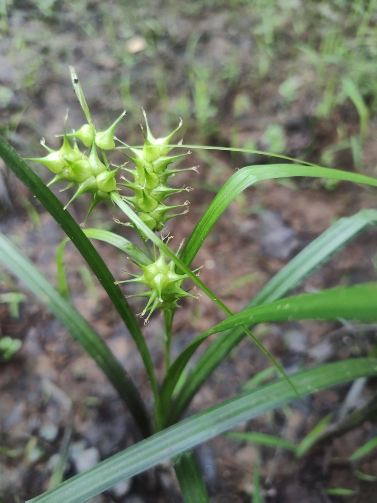 Giant Sedge in July 2025 by Maria Burger · iNaturalist