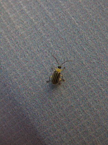 Amphelasma nigrolineatum · iNaturalist