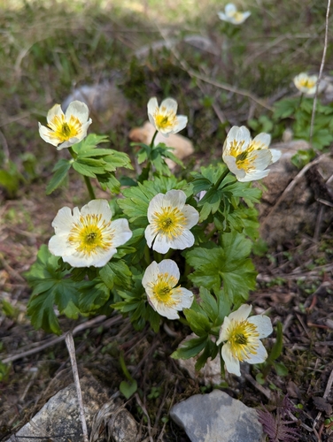 American globeflower (Trollius laxus)