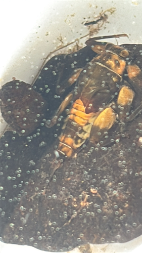 iNaturalist observation photo of Mayflies