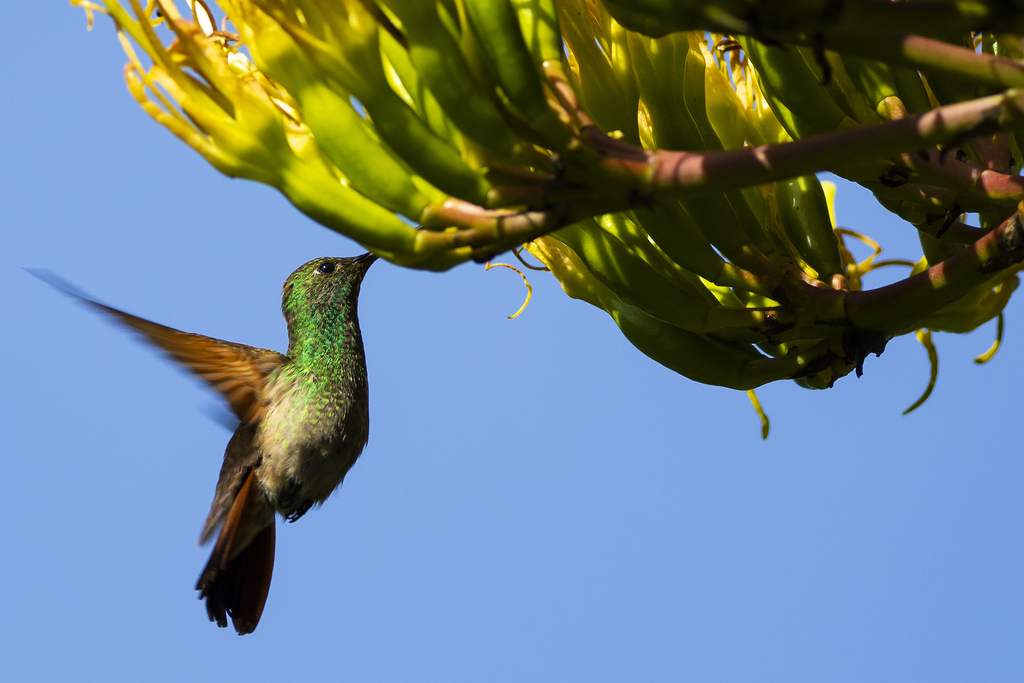 berylline hummingbird