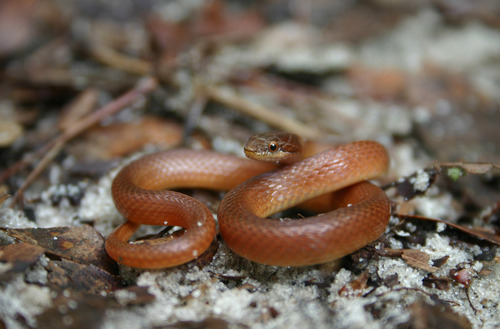 Pine Woods Littersnake