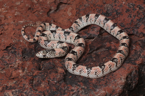 Husbandry Handbook: Milk snake - Lampropeltis triangulum ssp.