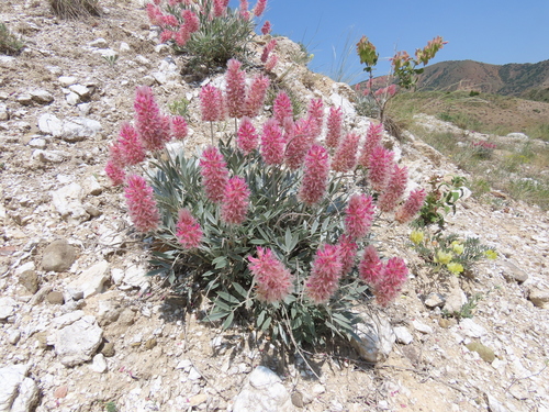 Ebenus macrophylla
