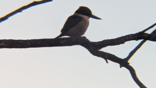 Sacred Kingfisher